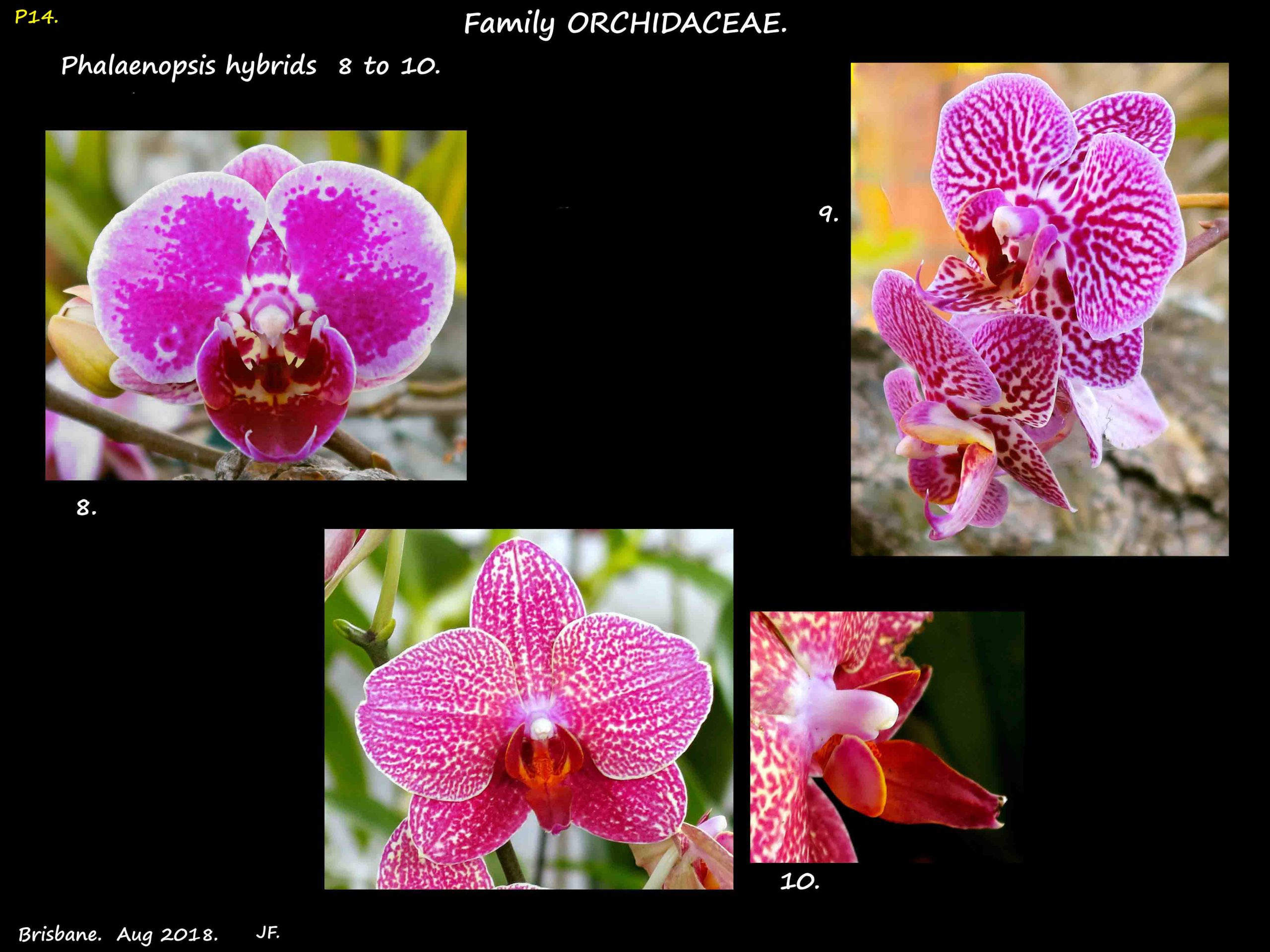 5 Phalaenopsis hybrids 8 to 10